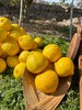 柠檬甜橙 商品缩略图4