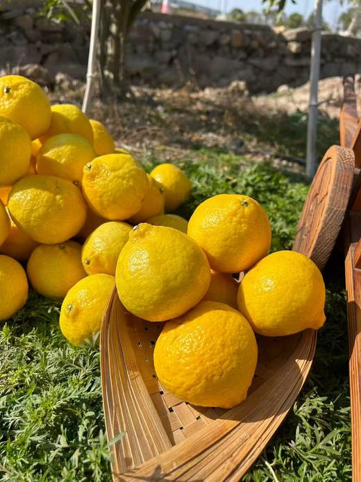 柠檬甜橙 商品图4