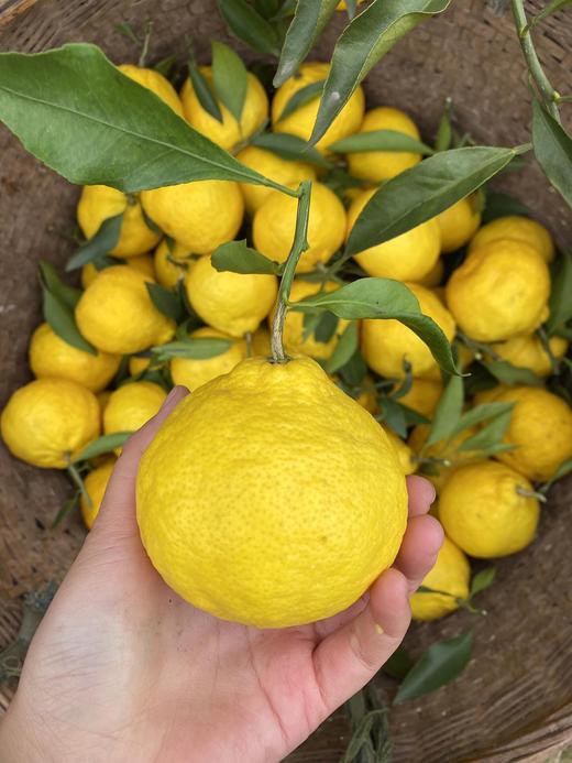 柠檬甜橙 商品图1