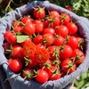 米易高原小番茄-3斤/5斤家庭装-露天种植千禧小番茄包邮到家【水果】ZY 商品缩略图1