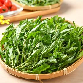 枸杞芽100g