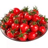 米易高原小番茄-3斤/5斤家庭装-露天种植千禧小番茄包邮到家【水果】ZY 商品缩略图3