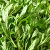 枸杞芽100g 商品缩略图1