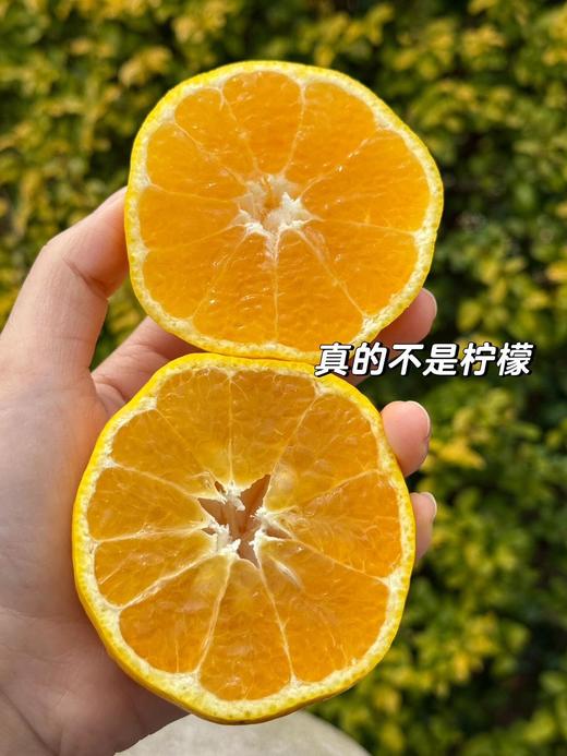 柠檬甜橙 商品图3