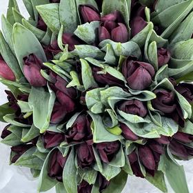 3月19日郁金香-暗红紫 Toendra 37cm 40g-10支