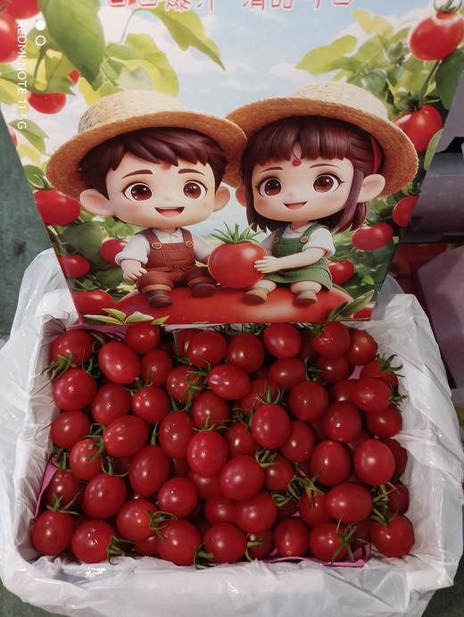 糖丸千禧小番茄 2斤/盒【BH】【OZR】 商品图1