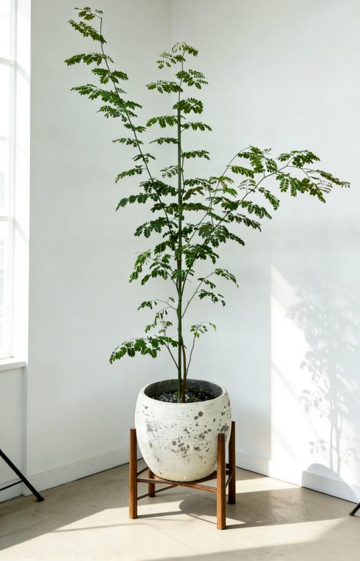 铁架木 商品图2