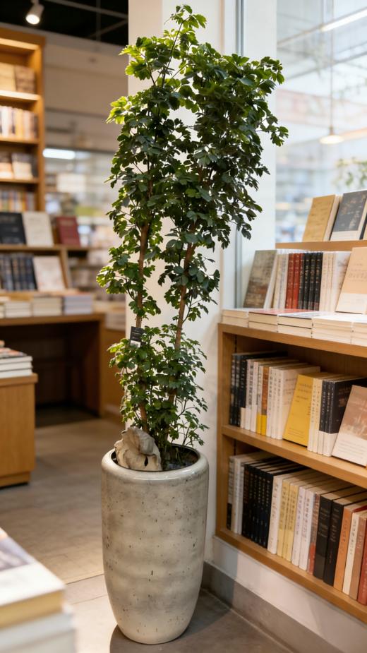 马蹄福禄桐 商品图2