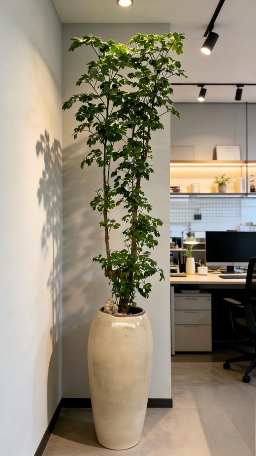 马蹄福禄桐 商品图2