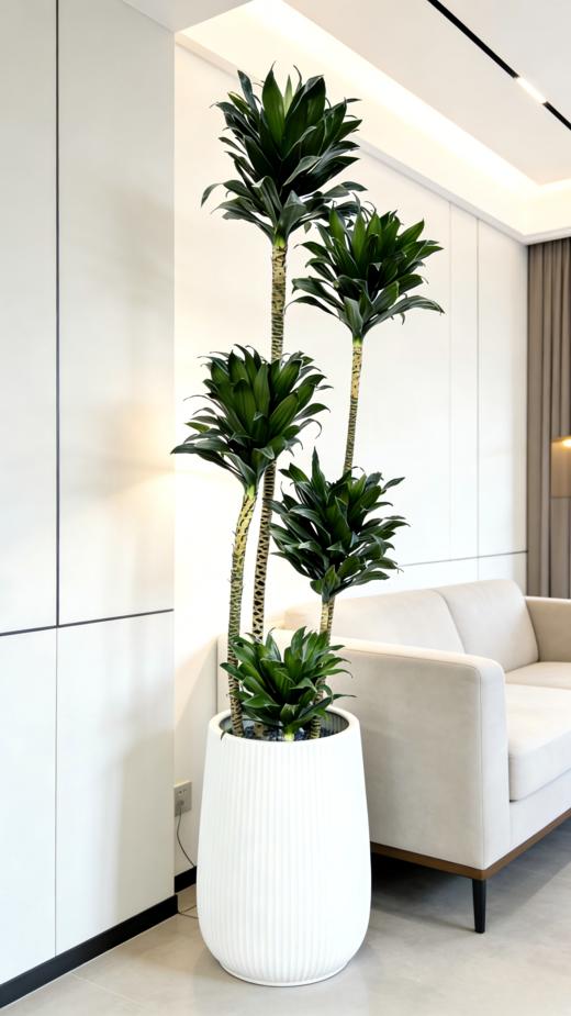 太阳神 商品图2