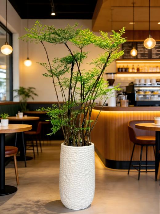 南天竹 商品图2