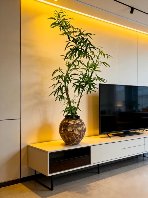 夏威夷细叶伞 商品图2