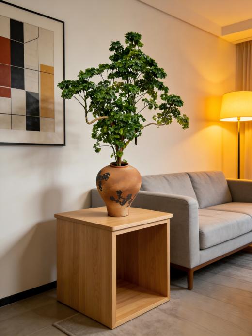 马蹄福禄桐 商品图1