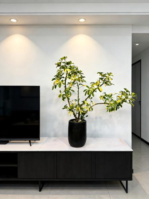 造型吸财木 商品图2