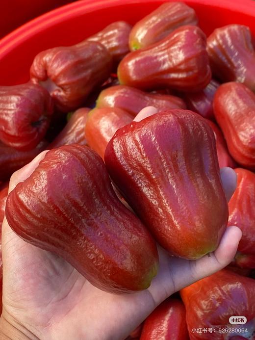 海南黑金刚莲雾 500g/份 商品图1