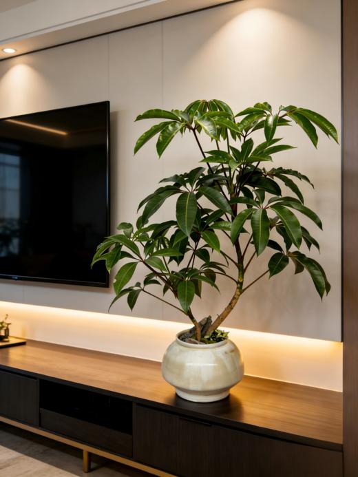 日本保罗 商品图2