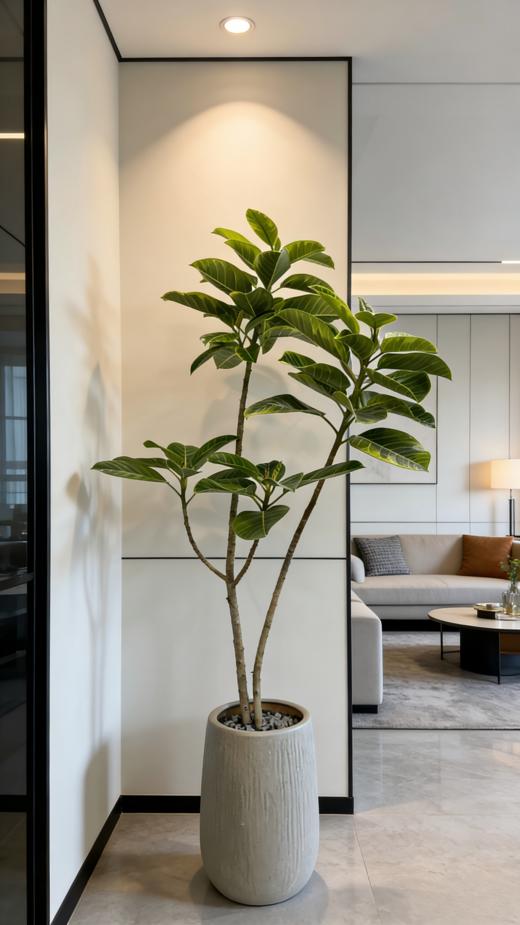 黄金榕 商品图2