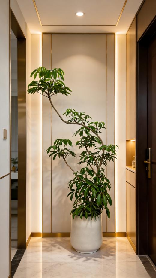 造型日本保罗 商品图2