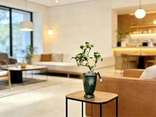 福禄桐 商品图2