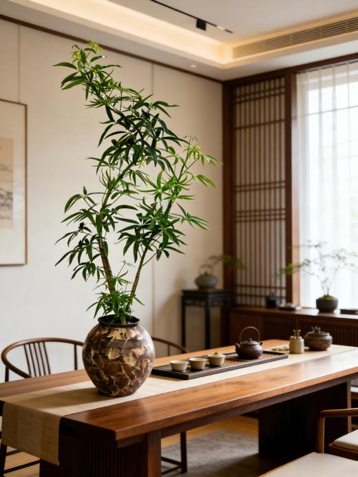 夏威夷细叶伞 商品图1