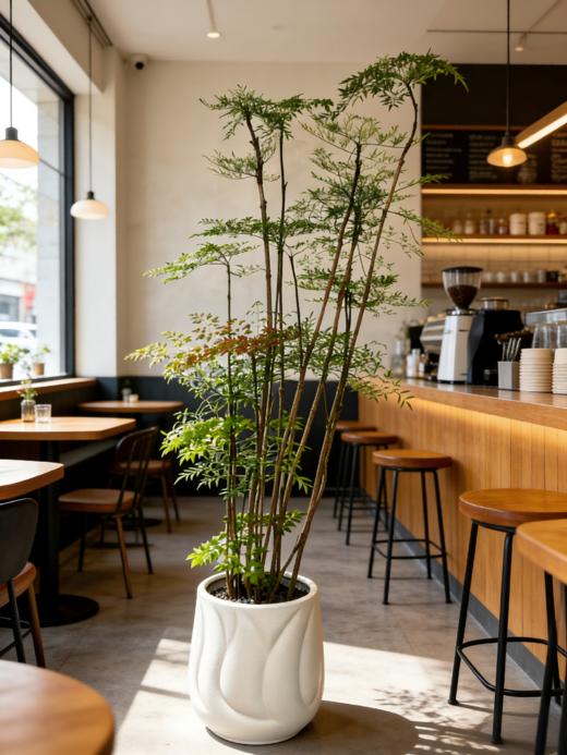 南天竹 商品图2