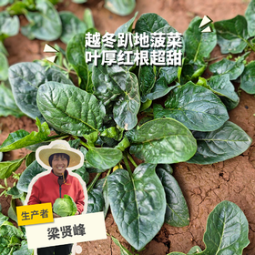 生态趴地菠菜（带根） | 合作生产* Eco- onion | Coproduction