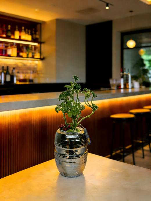 福禄桐 商品图2