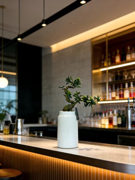 珍珠罗汉松 商品图2