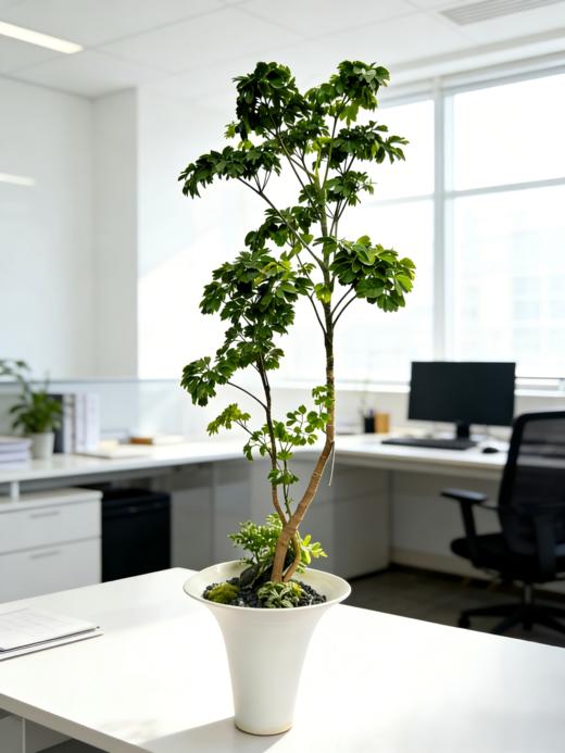 马蹄福禄桐 商品图2