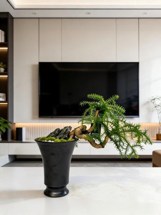 澳洲松 商品图2