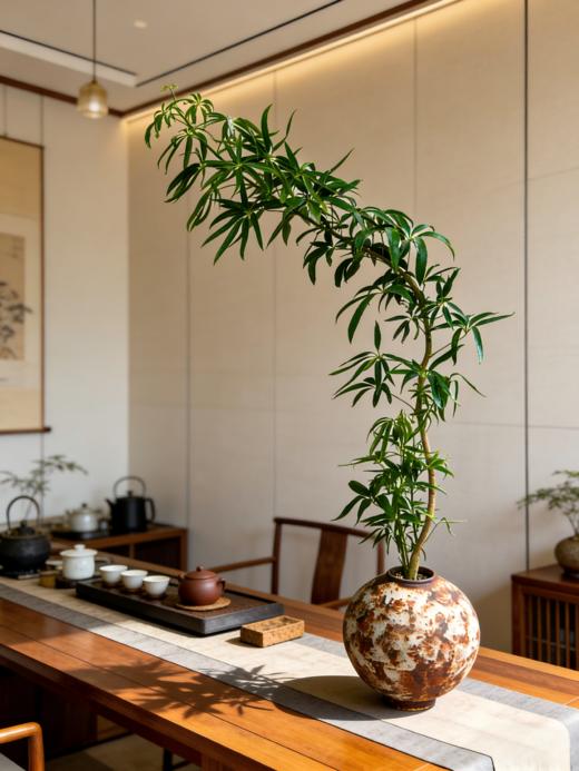 夏威夷细叶伞 商品图1