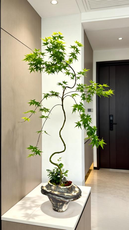 流泉枫 商品图2