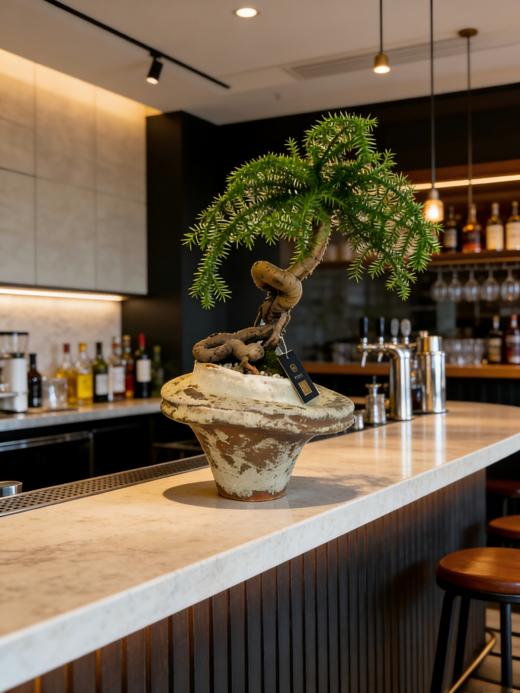 澳洲松 商品图2