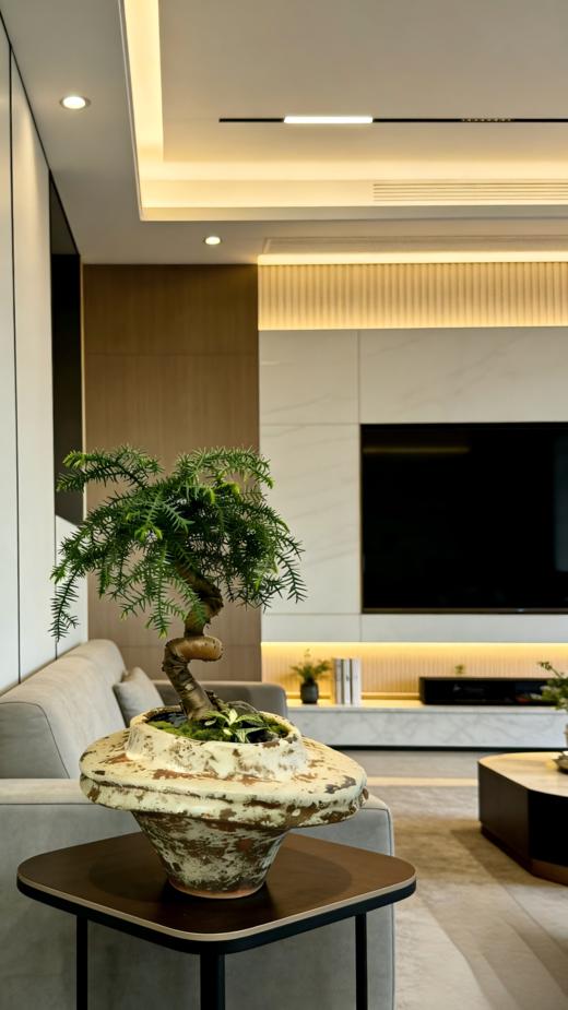 造型澳洲松 商品图2