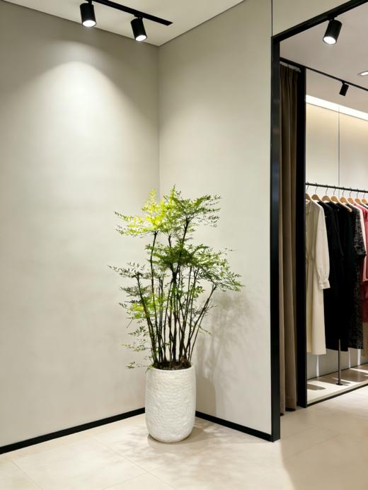 南天竹 商品图2