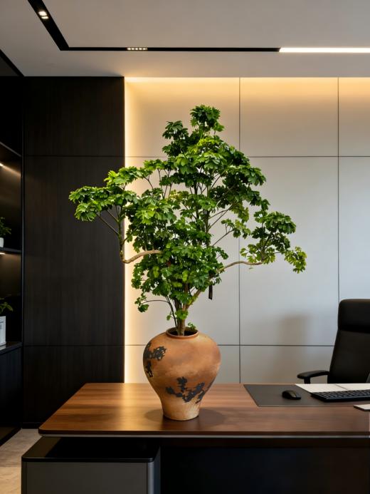 马蹄福禄桐 商品图2