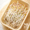 生态绿豆芽 | 绿家自产* Eco- mung bean sprouts | Self-production 商品缩略图3