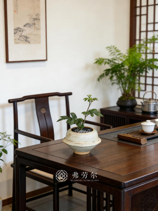 灰盆紫茄 商品图1