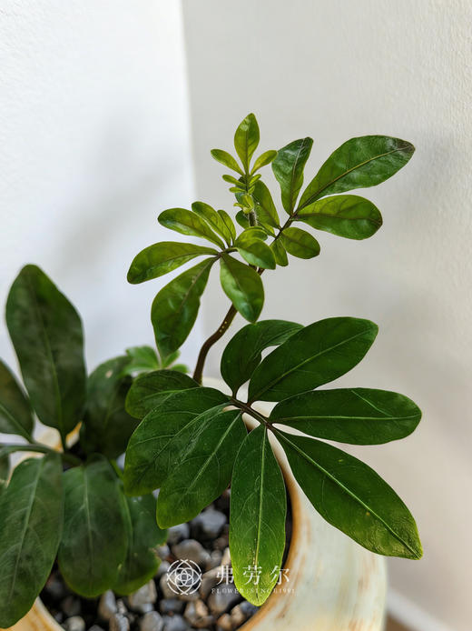 灰盆紫茄 商品图2