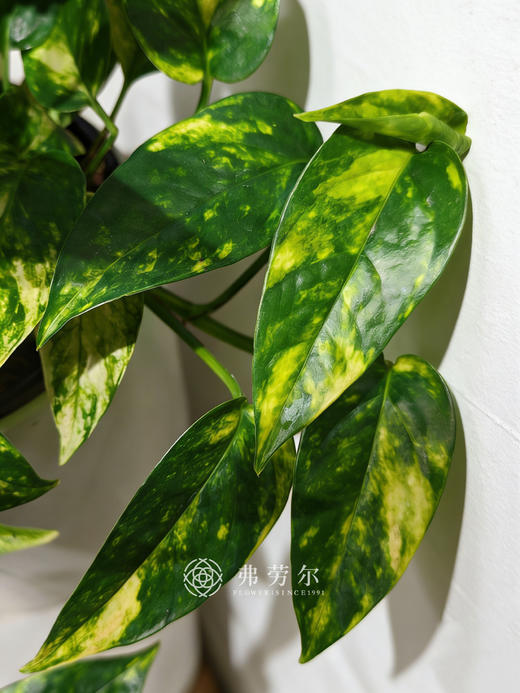 白盆火焰麒麟尾 商品图1