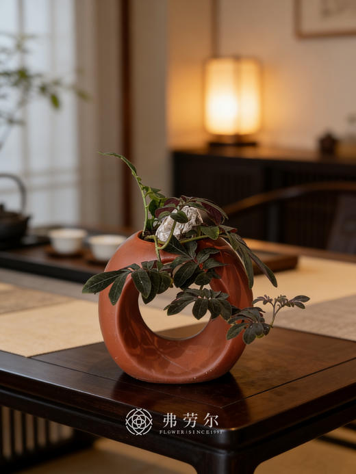 棕盆紫茄 商品图0