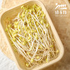 生态黄豆芽 | 绿家自产* Ecological soybean sprouts | Self-production 商品缩略图3