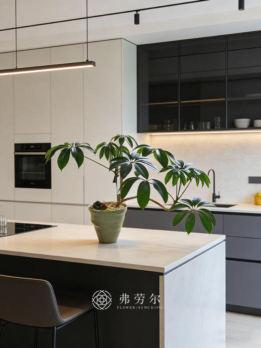 台面保罗 商品图0