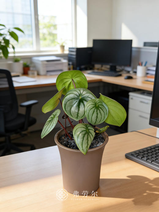 西瓜皮椒草 商品图1