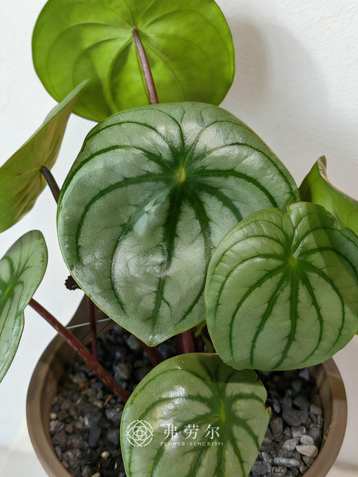 西瓜皮椒草 商品图2