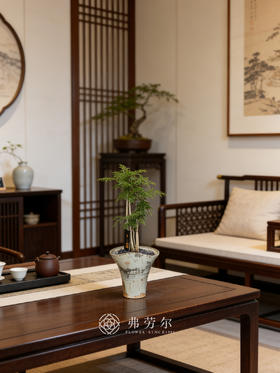 蓝花楹