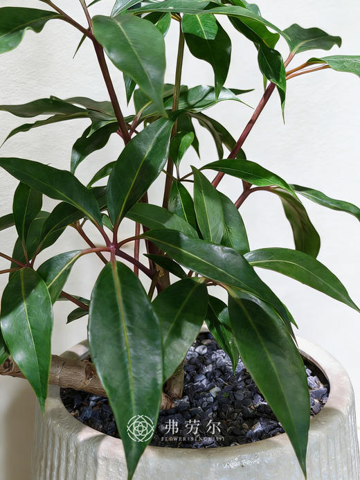 竖纹盆造型台面保罗 商品图2