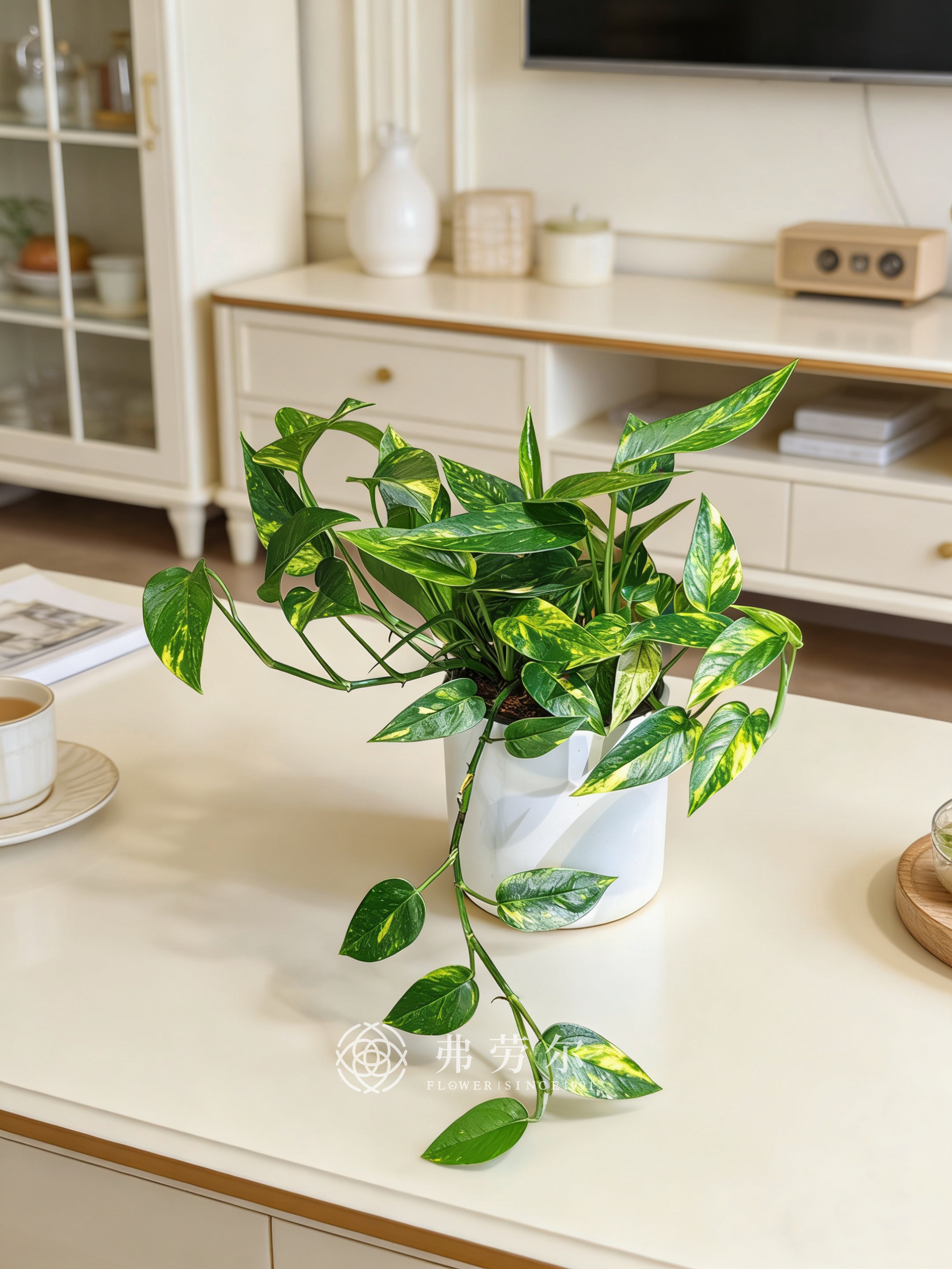 白盆火焰麒麟尾