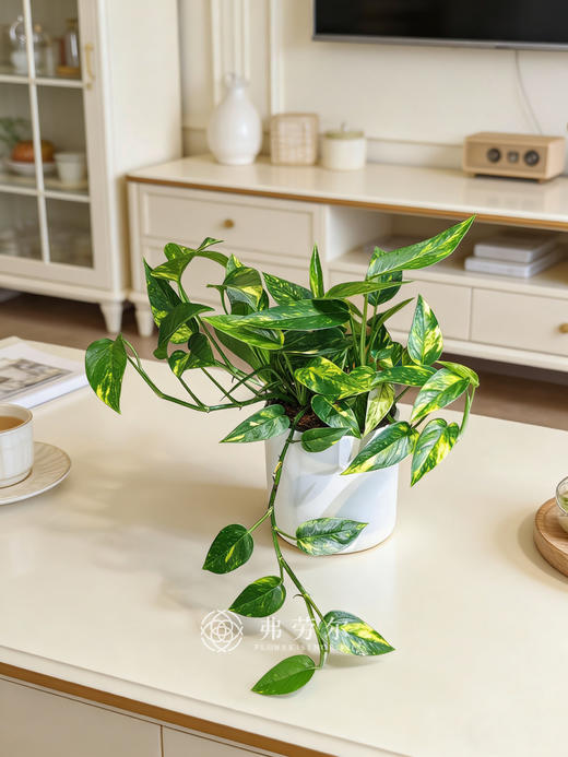 白盆火焰麒麟尾 商品图0