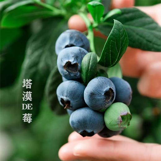 塔漠DE莓 . 新疆蓝莓 来自新疆塔克拉玛干沙漠 当季鲜果 商品图0